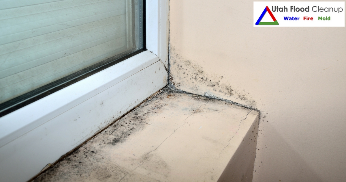 Mold in a window - Utah Flood Cleanup