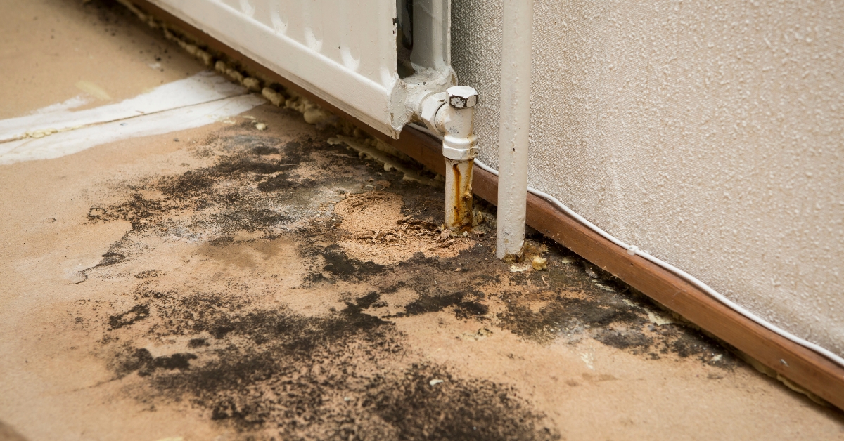 Mold Remediation After Water Damage with Utah Flood Cleanup