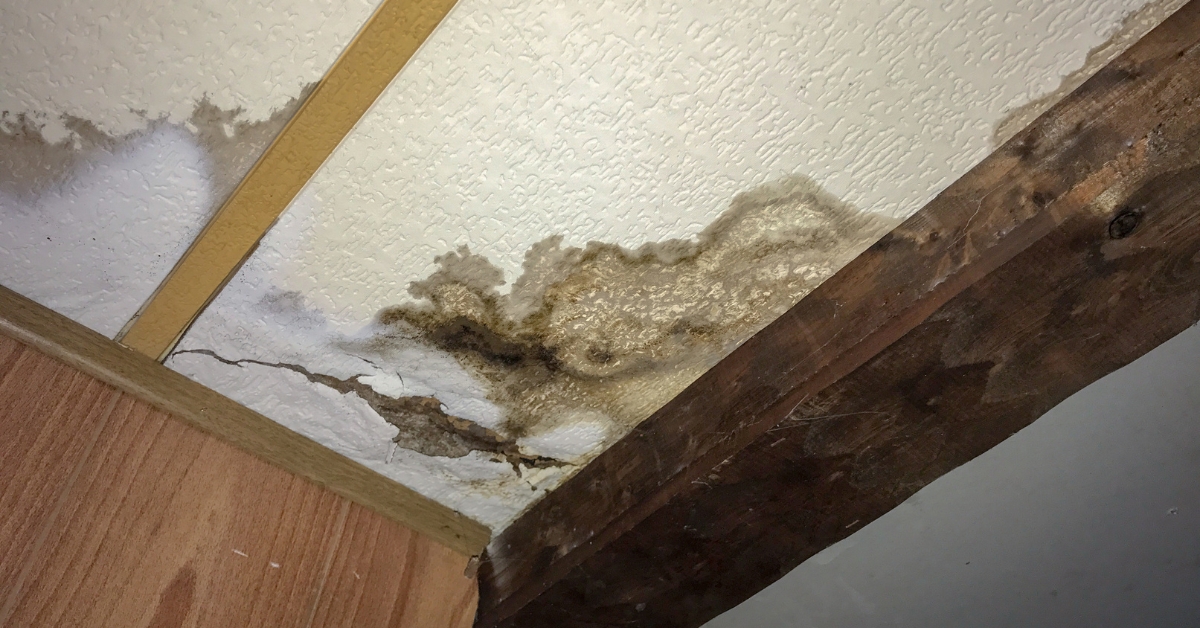 Expert Mold Remediation and Restoration Solutions