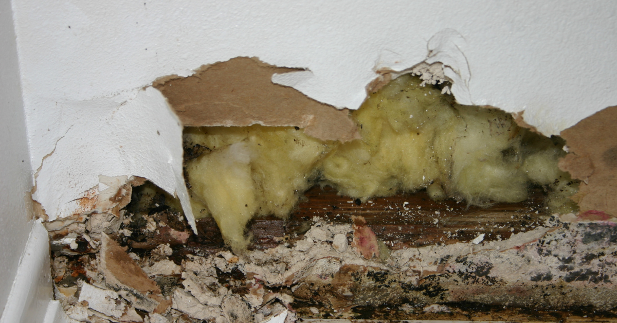 Spotting Toxic Mold Varieties