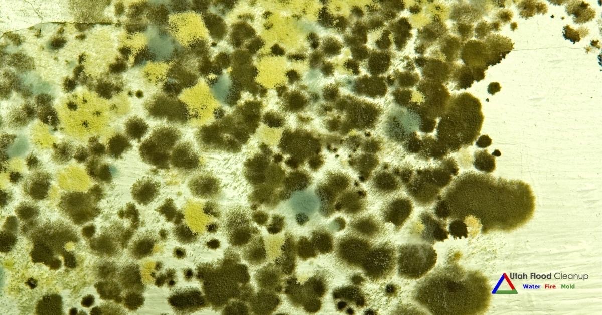 The 4 Most Common Myths About Mold
