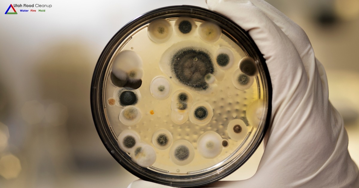 Can Toxic Black Mold Grow On Food? Find Out Here!