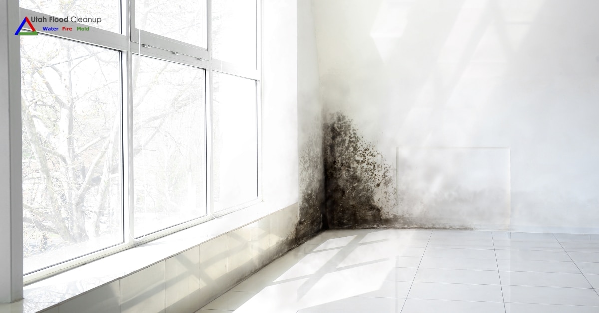 Dangerous indoor mold growth in a residential home