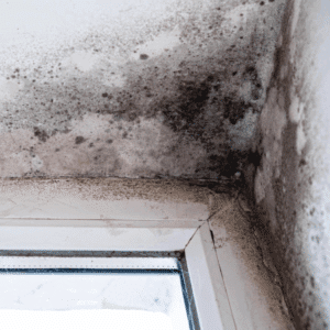 Black mold patches growing on interior wall