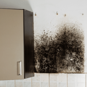 Black mold discovered behind wall panel