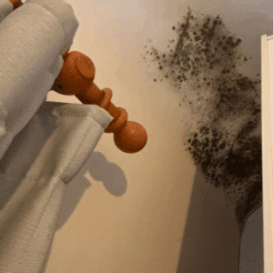 Homeowner checking a damp wall for mold issues