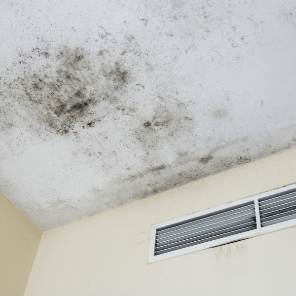 Close up view of mold growth caused by indoor moisture