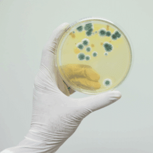 Mold spores under magnification