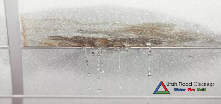 How to recognize the signs of mold - Utah Flood Cleanup